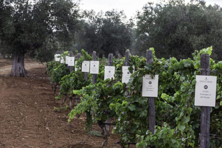 Domani a Marsala la "Giornata di campagna". Innovazioni nel settore vivaistico