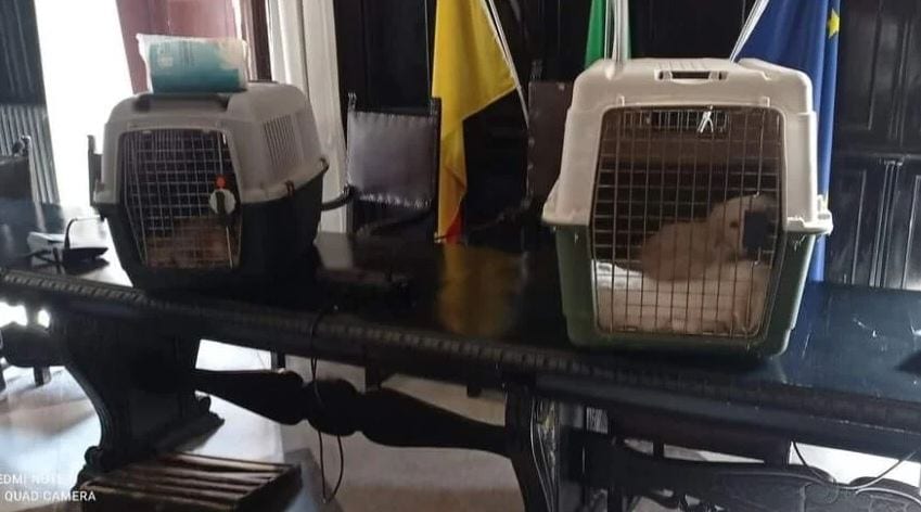 Bimba di due anni aggredita da randagio a Carini; animalisti in protesta