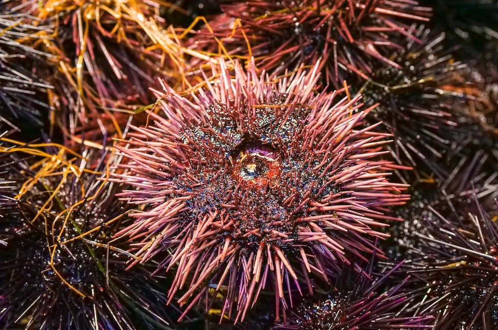 Proposta di legge. Pesca riccio di mare, chiesta la sospensione