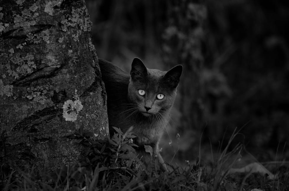 Partinico, gatto inseguito e dilaniato. La denuncia di 'Animal protection'